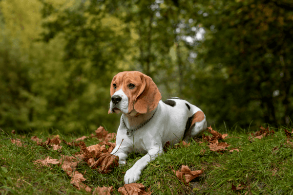 Đặc điểm chó Beagle